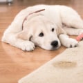 Effective Solutions for Removing Pet Stains and Odors