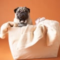 Ingredients to Avoid in Cleaning Products for Pet-Friendly Carpet Cleaning