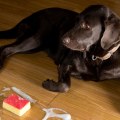 Best Practices for Using Enzyme Cleaners: A Comprehensive Guide