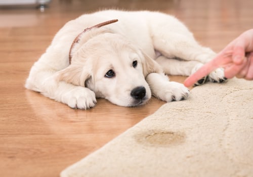 Effective Solutions for Removing Pet Stains and Odors